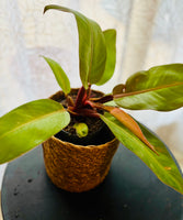 Philodendron Erubescens Prince of Orange - Plante d’Intérieur Rare avec Feuillage Coloré et Facile d’Entretien