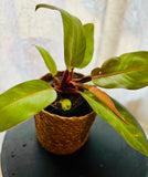 Philodendron Erubescens Prince of Orange - Plante d’Intérieur Rare avec Feuillage Coloré et Facile d’Entretien
