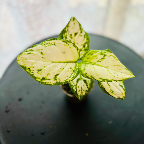 Aglaonema Snow White - Plante d’Intérieur Élégante et Facile d’Entretien, Feuillage Marbré Lumineux
