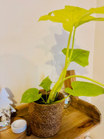 Philodendron Warscewiczii - Plante d’Intérieur Tropicale Rare au Feuillage Luxuriant et Élégant