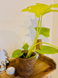 Philodendron Warscewiczii - Plante d’Intérieur Tropicale Rare au Feuillage Luxuriant et Élégant