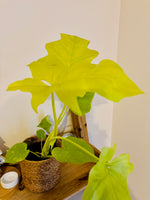 Philodendron Warscewiczii - Plante d’Intérieur Tropicale Rare au Feuillage Luxuriant et Élégant