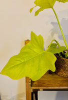 Philodendron Warscewiczii - Plante d’Intérieur Tropicale Rare au Feuillage Luxuriant et Élégant