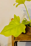 Philodendron Warscewiczii - Plante d’Intérieur Tropicale Rare au Feuillage Luxuriant et Élégant