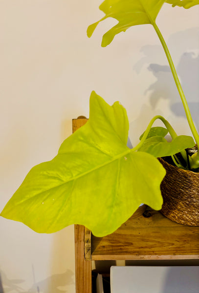 Philodendron Warscewiczii - Plante d’Intérieur Tropicale Rare au Feuillage Luxuriant et Élégant