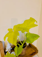Philodendron Warscewiczii - Plante d’Intérieur Tropicale Rare au Feuillage Luxuriant et Élégant