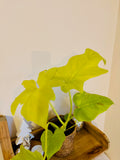 Philodendron Warscewiczii - Plante d’Intérieur Tropicale Rare au Feuillage Luxuriant et Élégant