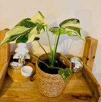 "Monstera Deliciosa Thai Constellation - Plante d’Intérieur Rare au Feuillage Marbré Unique et Tropical