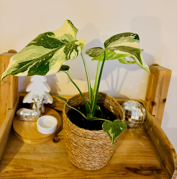 "Monstera Deliciosa Thai Constellation - Plante d’Intérieur Rare au Feuillage Marbré Unique et Tropical