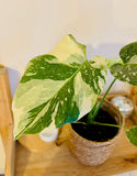 "Monstera Deliciosa Thai Constellation - Plante d’Intérieur Rare au Feuillage Marbré Unique et Tropical
