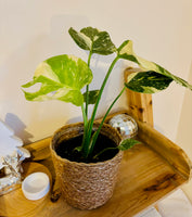 "Monstera Deliciosa Thai Constellation - Plante d’Intérieur Rare au Feuillage Marbré Unique et Tropical