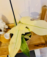 Philodendron Florida Ghost - Plante d’Intérieur Rare avec Feuillage Changeant et Spectaculaire