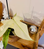 Philodendron Florida Ghost - Plante d’Intérieur Rare avec Feuillage Changeant et Spectaculaire