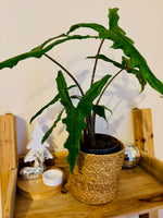 Alocasia Zebrina Sabrina - Plante d’Intérieur Tropicale avec Tiges Zébrées et Feuillage Élégant