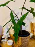 Alocasia Zebrina Sabrina - Plante d’Intérieur Tropicale avec Tiges Zébrées et Feuillage Élégant