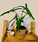 Alocasia Zebrina Sabrina - Plante d’Intérieur Tropicale avec Tiges Zébrées et Feuillage Élégant