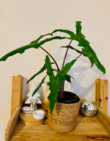 Alocasia Zebrina Sabrina - Plante d’Intérieur Tropicale avec Tiges Zébrées et Feuillage Élégant