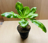 Brighamia insignis - Palmier Hawaien