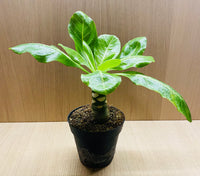 Brighamia insignis - Palmier Hawaien