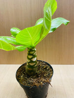 Brighamia insignis - Palmier Hawaien