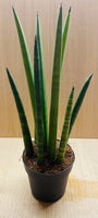 Sansevieria Cylindrica