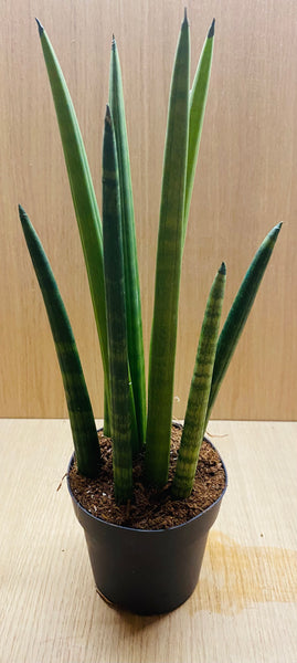 Sansevieria Cylindrica