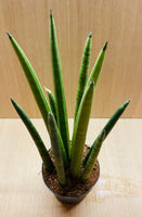 Sansevieria Cylindrica