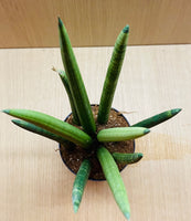 Sansevieria Cylindrica