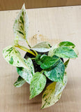 Scindapsus ou pothos marble queen