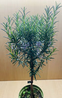 Rosmarinus Officinalis
