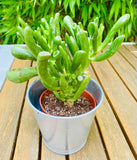 Crassula OVATA HOBBIT