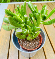 Crassula OVATA HOBBIT