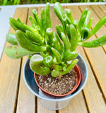 Crassula OVATA HOBBIT