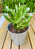 Crassula OVATA HOBBIT