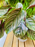 Calathea Ornata