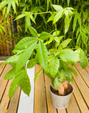 Pachira Aquatica