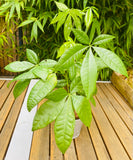 Pachira Aquatica