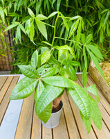 Pachira Aquatica