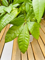 Pachira Aquatica