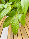 Pachira Aquatica
