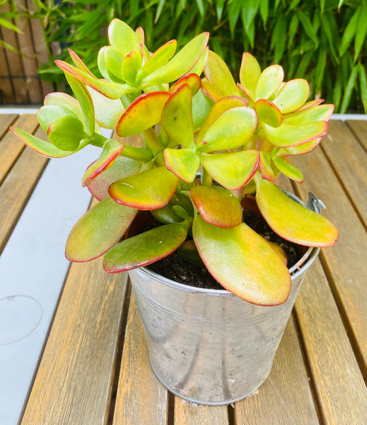 Crassula Ovata Sunset Magic