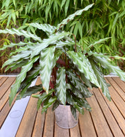 Calathea Rufibarba