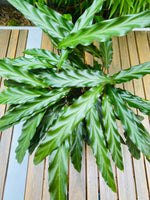 Calathea Rufibarba