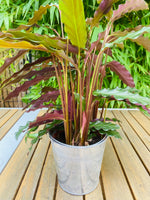 Calathea Rufibarba