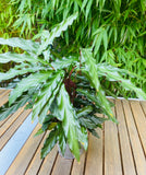 Calathea Rufibarba