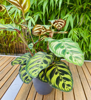 Calathea Makoyana