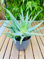 Aloe Vera