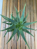Aloe Vera