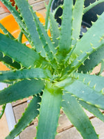 Aloe Vera