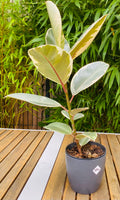 Ficus Elastica Tineke